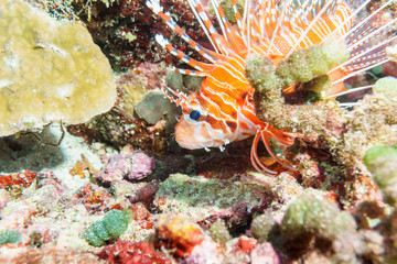 Lionfish (Pterois volitans) on the coral bottom of the Indian ocean.