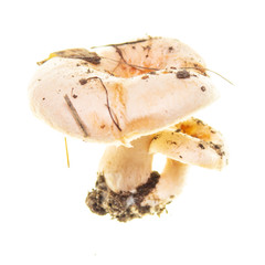 Mushroom mushroom isolated on white background