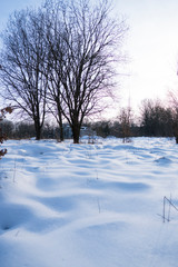 Beautiful winter forest with a trees covered with a white snow.