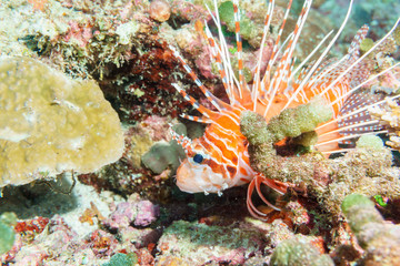 Naklejka na ściany i meble Lionfish (Pterois volitans) on the coral bottom of the Indian ocean.