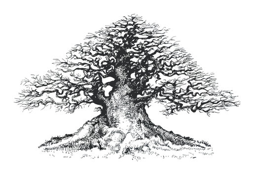 Old tree, drawing bonsai .