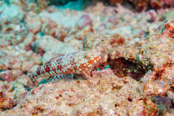 Naklejka na ściany i meble Fish lizard coral reef Maldives.