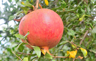 one pomegranate fruit grows on a tree among the leaves