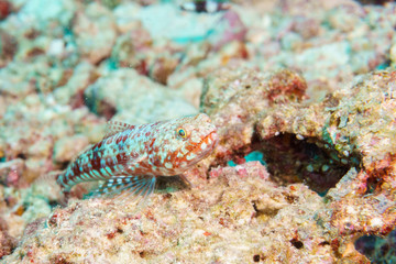 Obraz na płótnie Canvas Fish lizard coral reef Maldives.