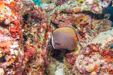Naklejka na ściany i meble Pakistani Collared Butterflyfish coral reef Maldives.