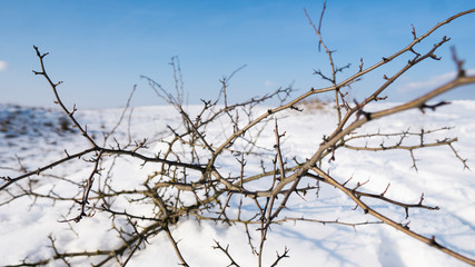Fototapeta na wymiar Branches of the tree with a white snow on a background in winter.