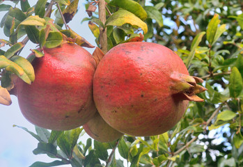 two pomegranate fruits grow on a tree among leaves