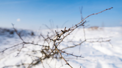 Branches of the tree with a white snow on a background in winter.