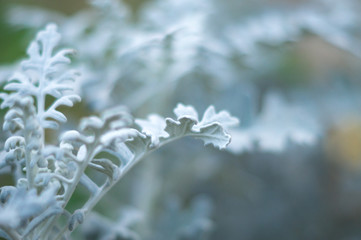 unusual white plant, macro