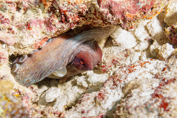 Obraz na płótnie Canvas Octopus sleeping in a coral reef.
