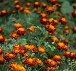 many orange flowers growing in the garden