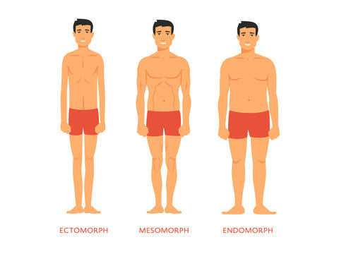 Human body types. Men as endomorph, ectomorph and mesomorph.