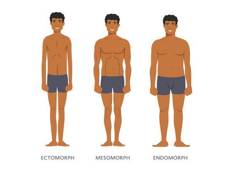 Human body types. Men as endomorph, ectomorph and mesomorph.