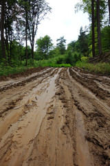 Muddy forest road