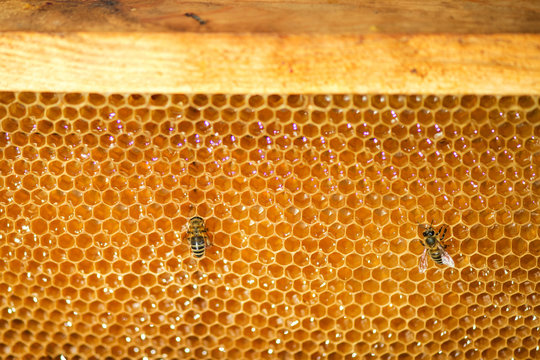 close up of bees on honeycomb in apiary
