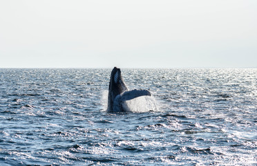 Naklejka premium Breaching in the Sun - Cape Cod, MA 2018