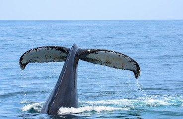 Obraz premium Big tail - Cape Cod, MA 2018