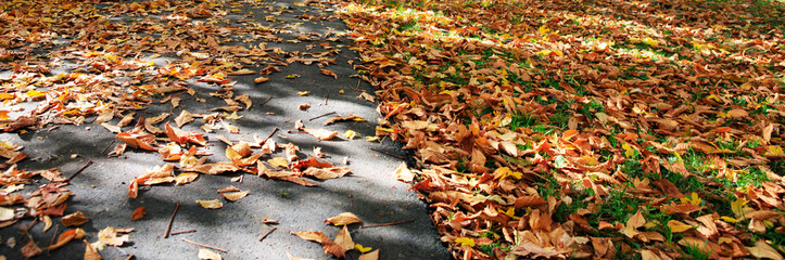 Macro shot on a colorful maple leaves on gray asphalt and sunlight. Autumn in the park.