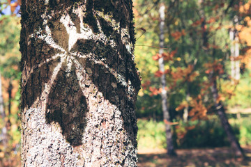 Schatten auf maple tree. Autumn abstract background.