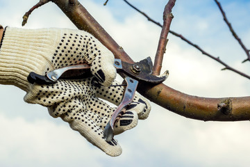 a man's gloved hand cuts off branches of a tree with a metal shears. autumn garden processing.