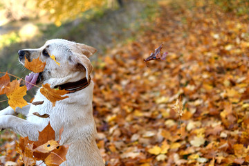 Golden labrador dog in the golden leaves.