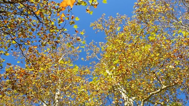 Colorful leaves of a plane tree are falling to the ground in autumn, slow motion, loopable