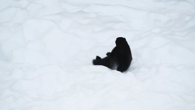 Wolverine jumping out of the hole in the snow and doing spectacular somersault