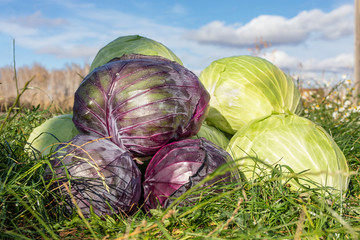 Purple and green cabbages harvested by the farmers