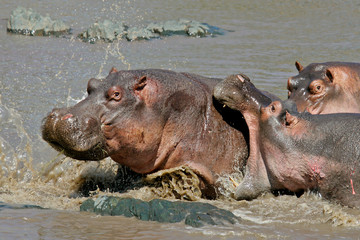 Hippopotamus (Hippopotamus amphibius) fighting adults in Serengeti National Park