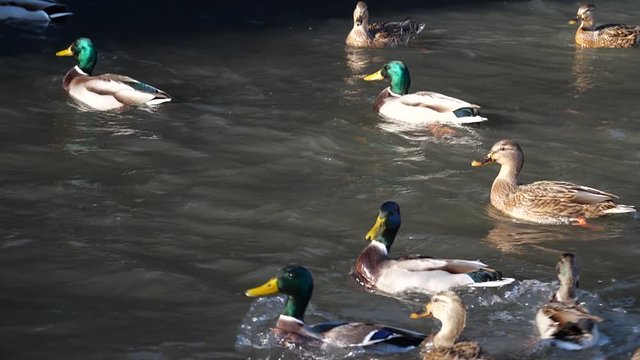 Ducks swim in the pond. Wild duck. Feeding the ducks