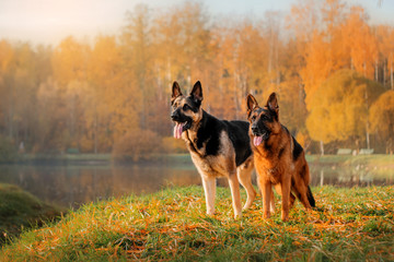 German Shepherd Dog and East European Shepherd Dog for a walk in the autumn forest