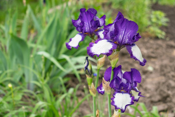 Close-up view of an iris flower on background of green leaves and flower beds. Beautiful varietal Art Deco White, blue, violet garden irises. Selective focus