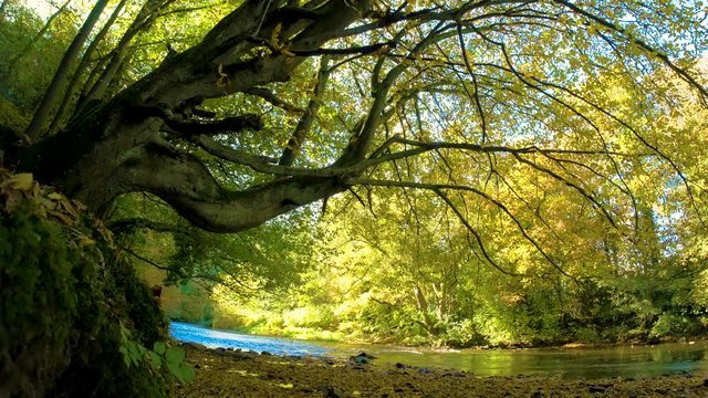 Stream in the forest flowing under a mossy tree in autumn, Dolly Shot
