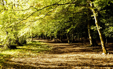 Autumn, sun dappled pathway through a wood of beech trees (Fagaceae) with fallen leaves and shadows. Sunlight playing on the foliage. Oxfordshire, England.