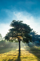 Light through the trees.