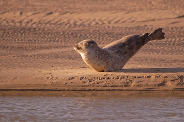 Phoque veau marin © Patrick