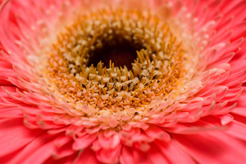 .Close-up of the flower pink gerbera. Macro photography.