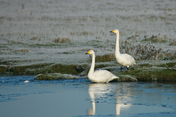 Whooper Swan (Cygnus cygnus) pair, Schleswig-Holstein; Germany