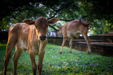 cow and calf