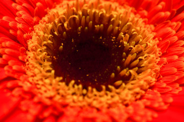 Approximate photo of an orange gerbera flower. Macro photography