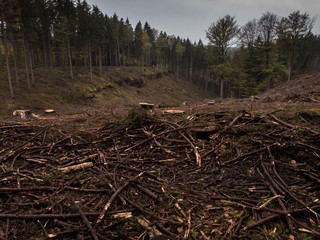 Deforested area