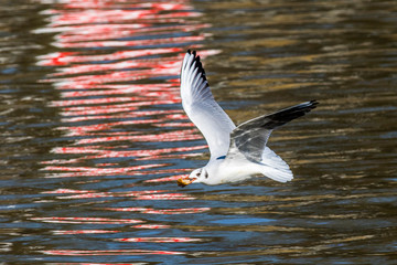 Lachmöwe (Larus ridibundus)