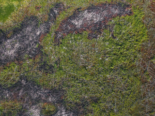 View of the burned forest from a height