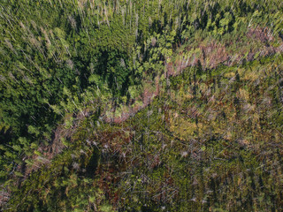 View of the burned forest from a height