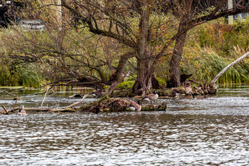 Geese under tree