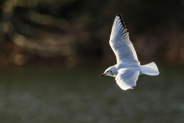 Lachmöwe (Larus ridibundus)