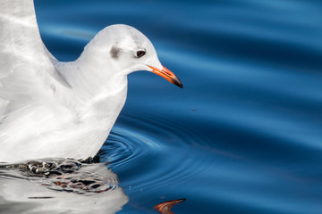Lachmöwe (Larus ridibundus)