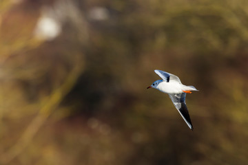 Lachmöwe (Larus ridibundus)