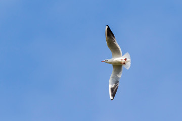 Lachmöwe (Larus ridibundus)