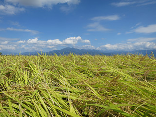 稲穂、金ケ岳、茅ケ岳